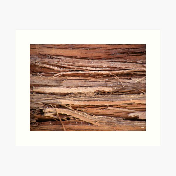 woody vine Art Print
