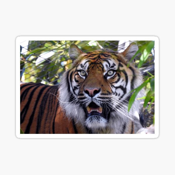 Sumatran Tiger Sticker