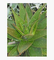 Web Photographic Print