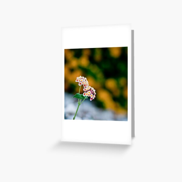 Lone Greeting Card