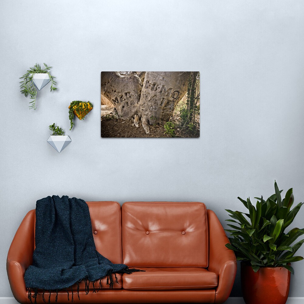 " Mermaid Tree", Careening Bay, Kimberley Coast. Metal Print