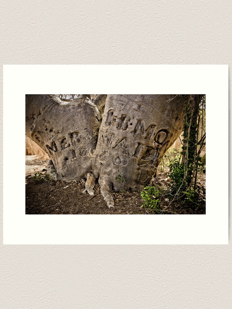 Alternate view of " Mermaid Tree", Careening Bay, Kimberley Coast. Art Print
