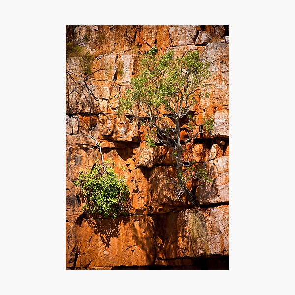 Tenacious Photographic Print