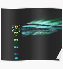 dragonfly Poster