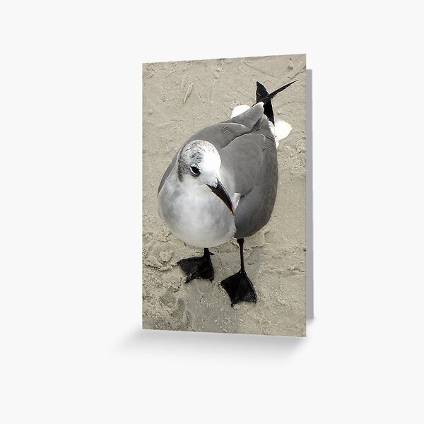 Item preview, Laughing Gull  designed and sold by clizzio.