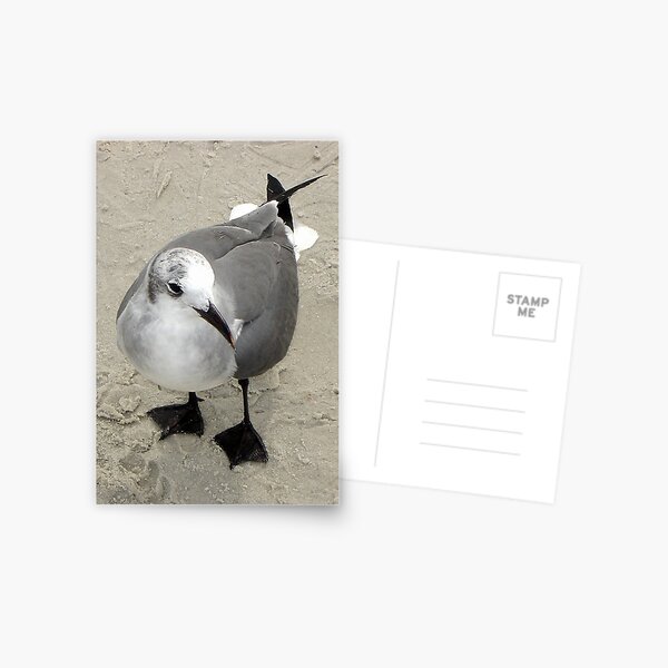 Item preview, Laughing Gull  designed and sold by clizzio.
