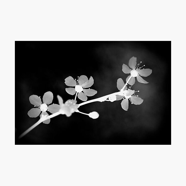 something different Photographic Print