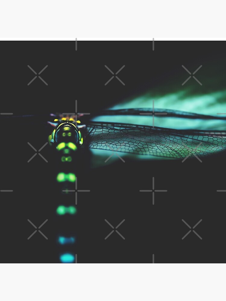 dragonfly by Ingz