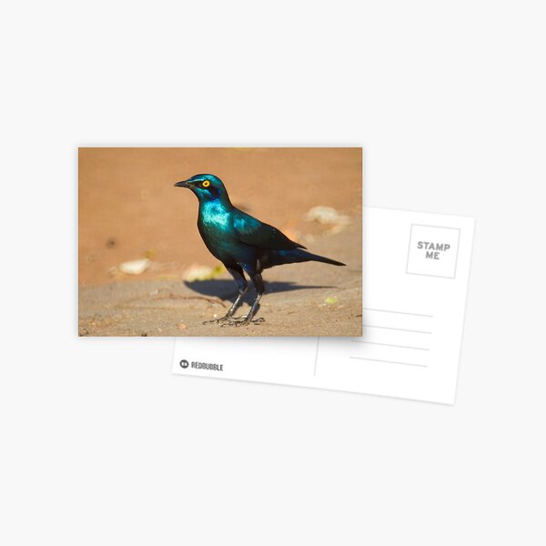 Greater Blue-eared Starling Postcard