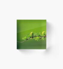 conifer Acrylic Block
