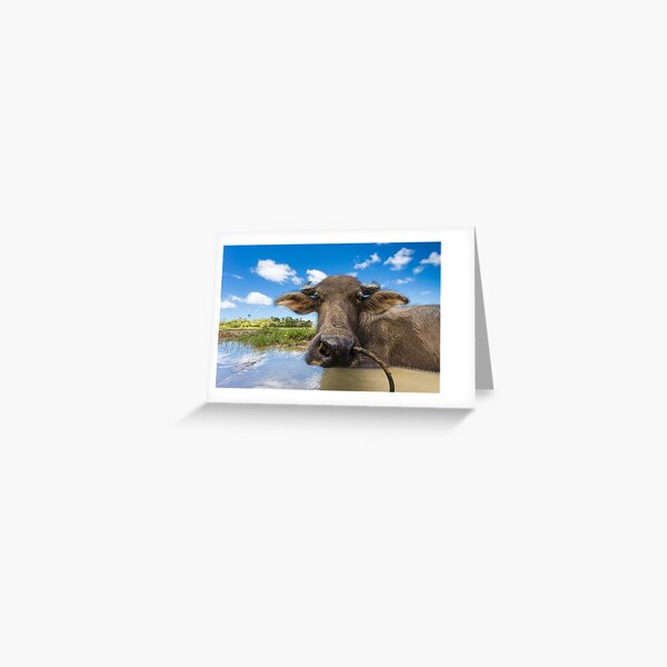 Carabao, Elnido, Palawan, Philippines Greeting Card