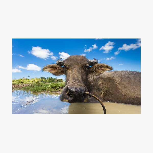 Carabao, Elnido, Palawan, Philippines Photographic Print