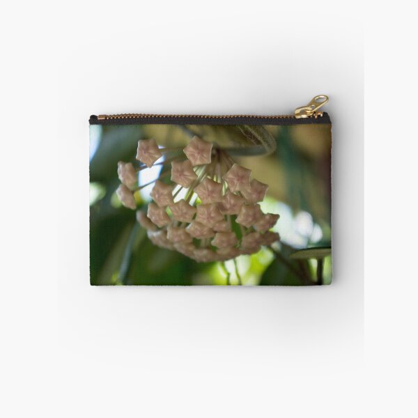 Item preview, Cluster of Pink Hoya Flower Buds  designed and sold by Kerryn Madsen-Pietsch.