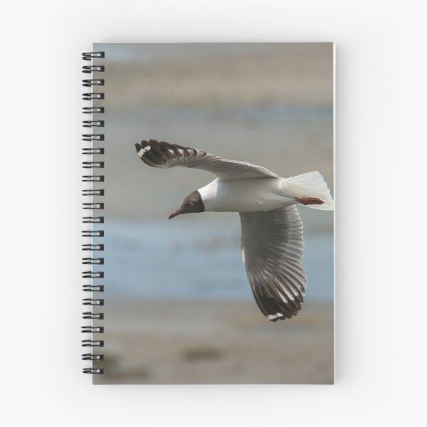 Item preview, Brown Winged Gull (II) designed and sold by DonMc.