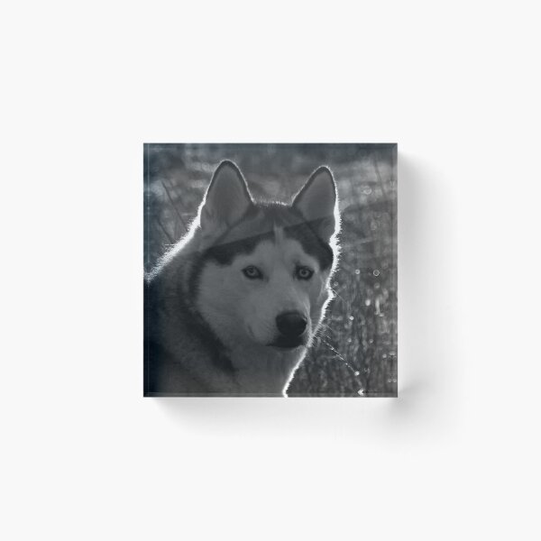 Item preview, Husky designed and sold by Angelika Kjeller.