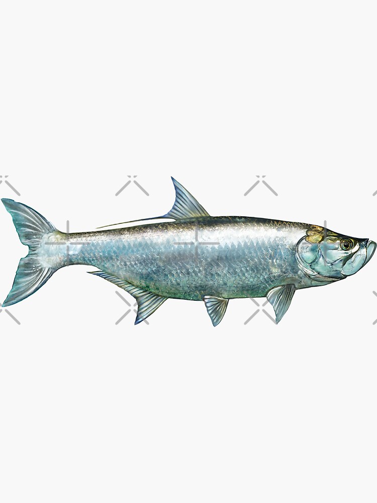 Tarpon Sticker for Sale by William Lee