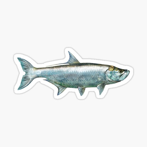 Saltwater Fishing Stickers for Sale