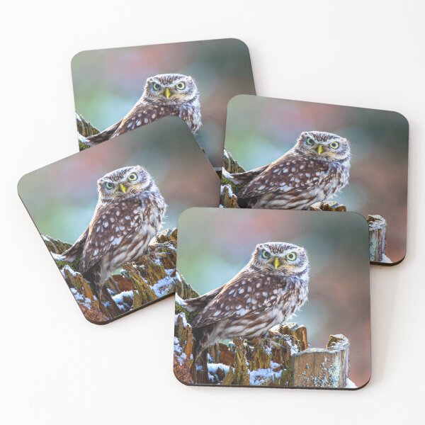 Item preview, Little Owl designed and sold by Dave Hare Photography.