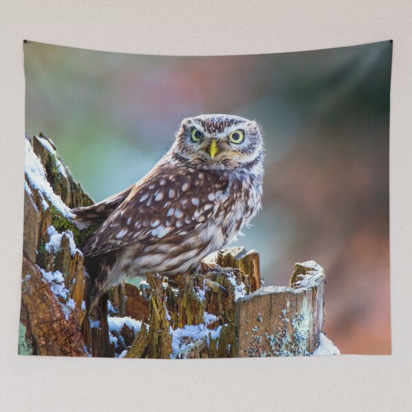 Item preview, Little Owl designed and sold by Dave Hare Photography.