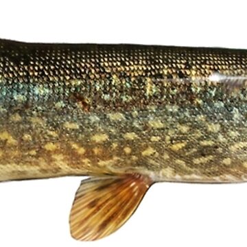 Artwork thumbnail, Northern Pike by lureguru