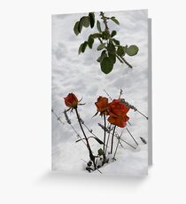 Roses and Lavender Greeting Card