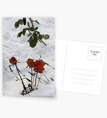 Roses and Lavender Postcards