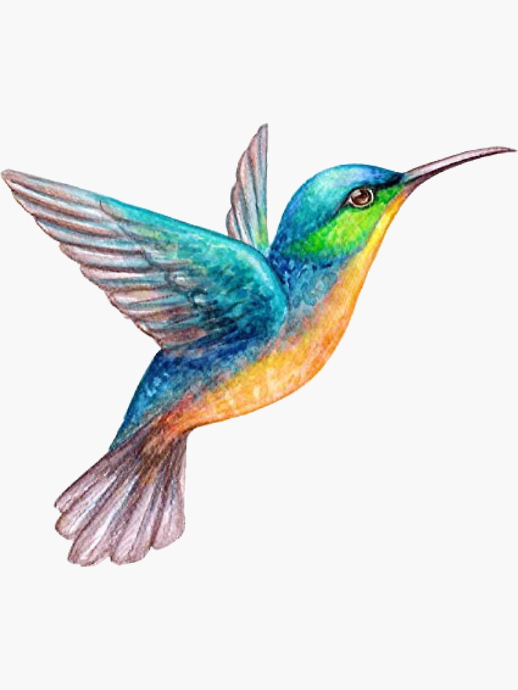 "Watercolor hummingbird" Sticker by Shealily | Redbubble