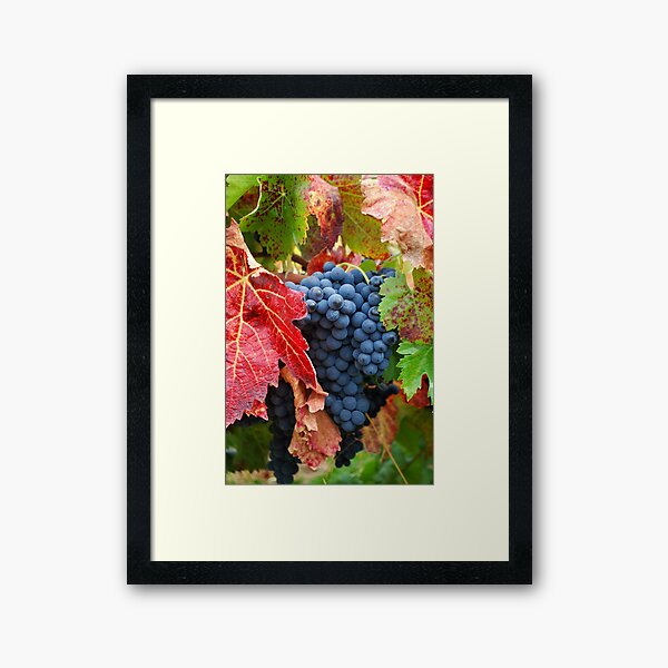 Grape Harvest Framed Art Print