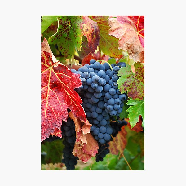 Item preview, Grape Harvest designed and sold by Cathy Jones.