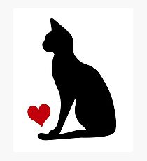 Lámina fotográfica Gato siames