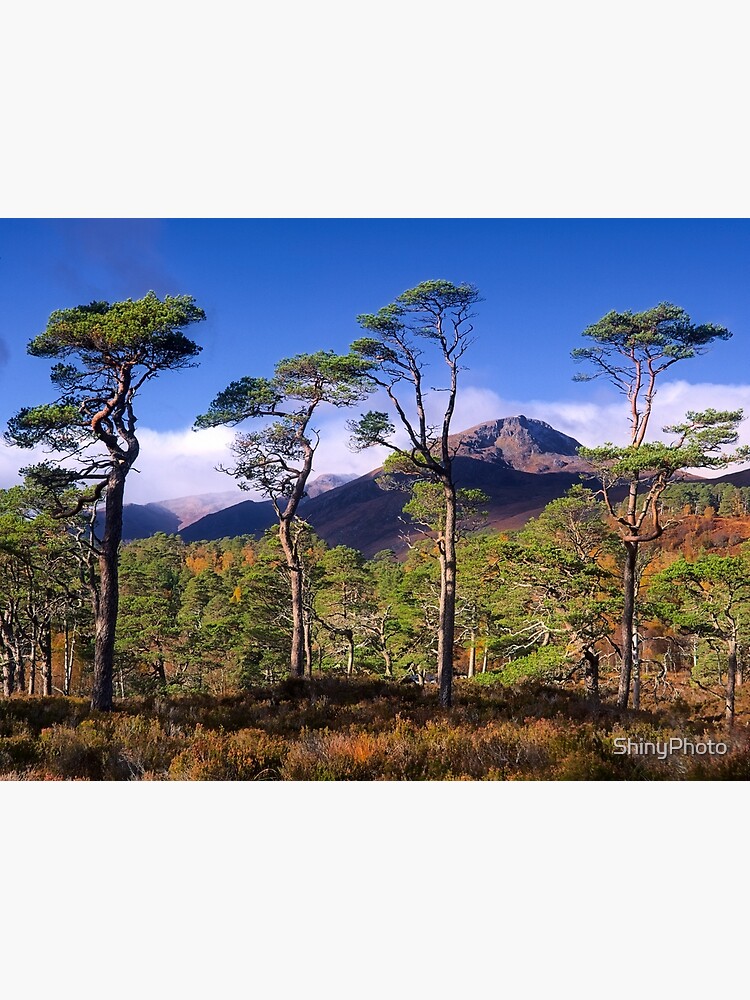 Four Pines by ShinyPhoto