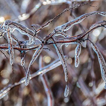 Artwork thumbnail, Frozen twigs waiting for spring. by ROBERT NIEDERRITER