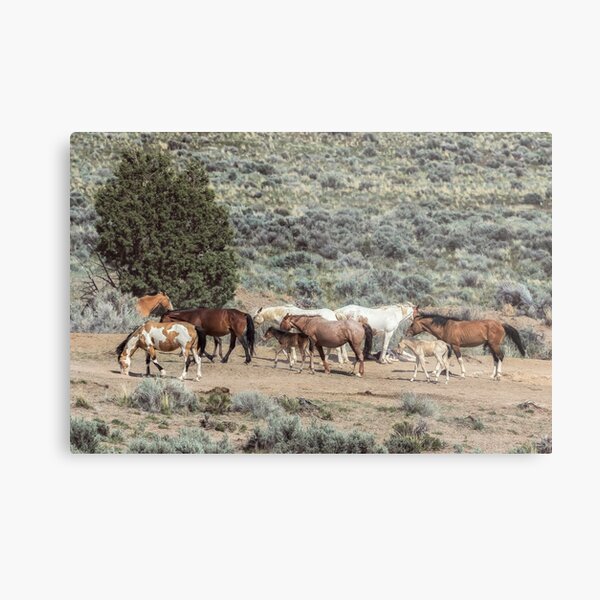 Aperçu de l'œuvre Une journée dans la vie des chevaux sauvages de South Steens, n° 4 créée et vendue par Belinda Greb Photography.