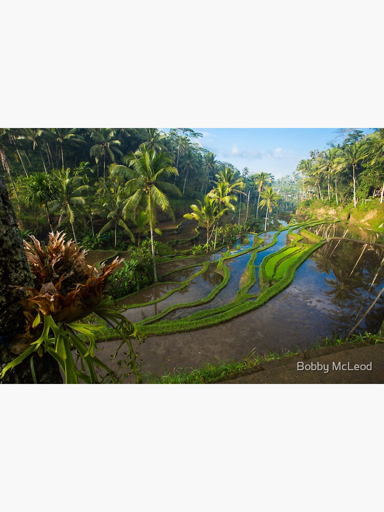 "Bali Tegallalang Rice Terrace Ubud" Sticker for Sale by bobbymcleod
