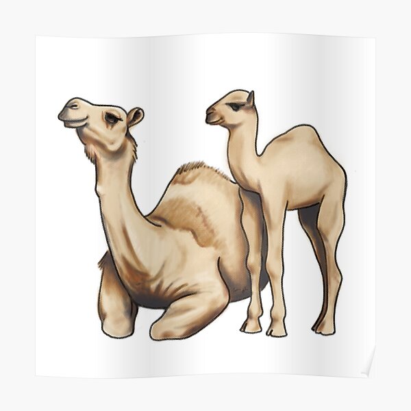 Camel Jaml Poster