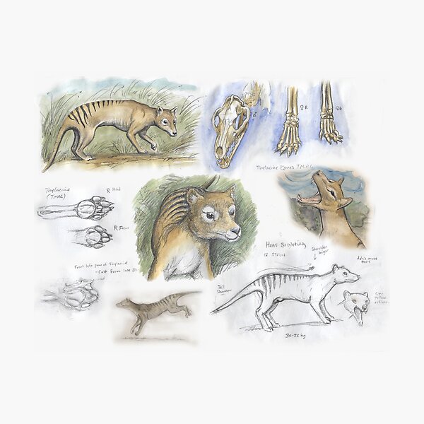 Item preview, Thylacine journal designed and sold by SnakeArtist.