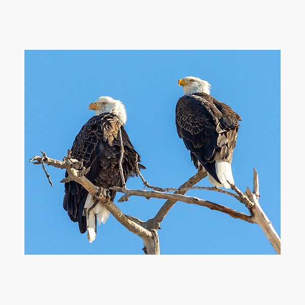 Item preview, American Bald Eagles designed and sold by Jarrett720.