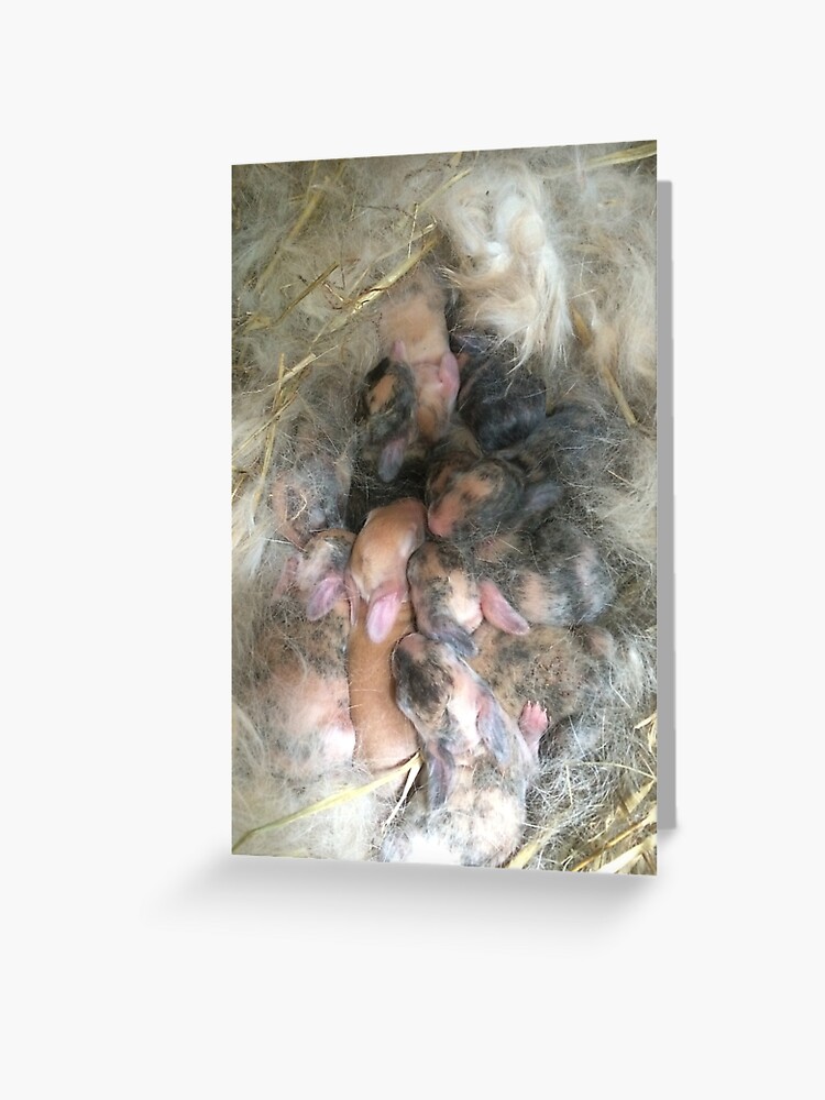 Carte De Vœux Nid De Lapin Bebe Lapin Arlequin Par Silverdragon Redbubble