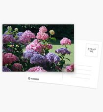 Hydrangea - The Gorge Launceston Postcards
