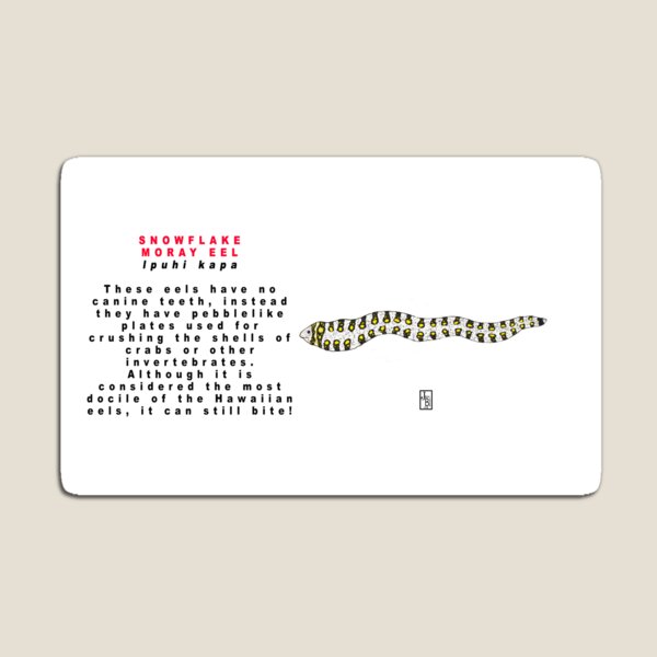 Hawaiian Snowflake Moray Eel Magnet