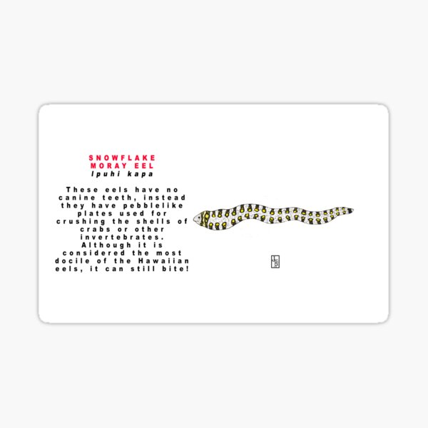 Hawaiian Snowflake Moray Eel Sticker