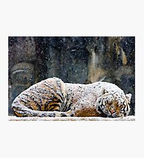 Warm Coat Photographic Print