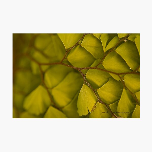 Photographic Print