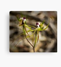 Dancing Orchids Canvas Print