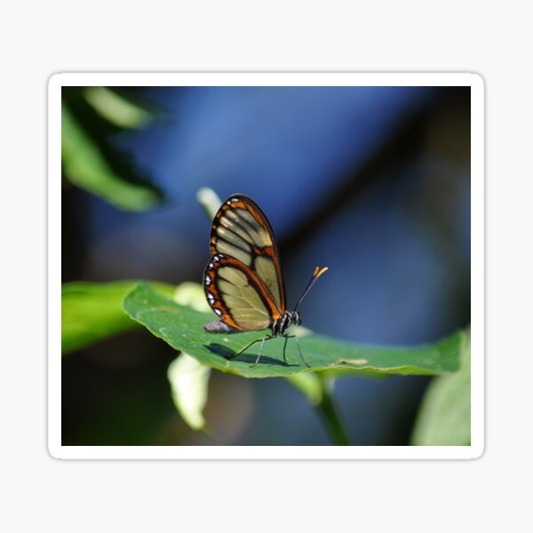 Item preview, Salapia Glasswing (Ithomia salapia) Butterfly Peru designed and sold by Schoensl.