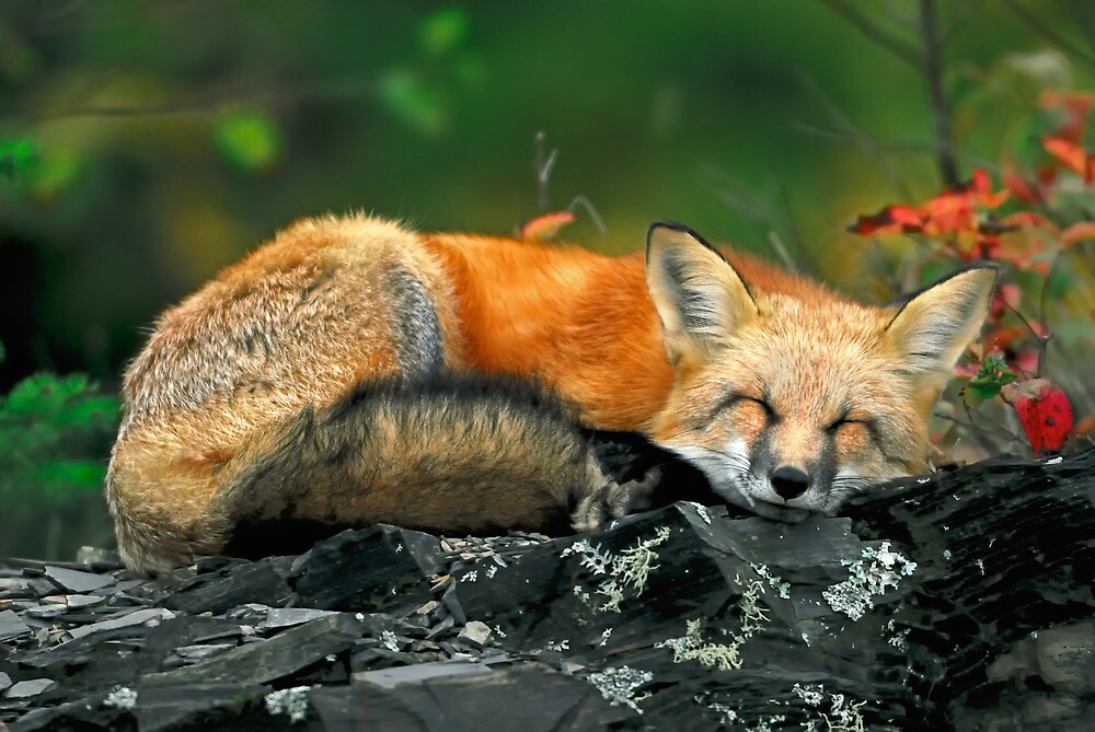 Red Fox Sleeping By Nathan Lovas Photography Redbubble
