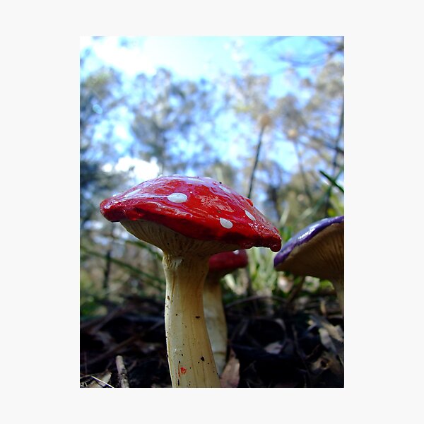 Mushrooms Photographic Print