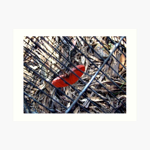 captured heart Art Print