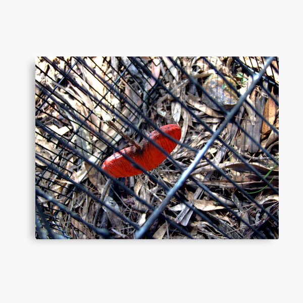 captured heart Canvas Print