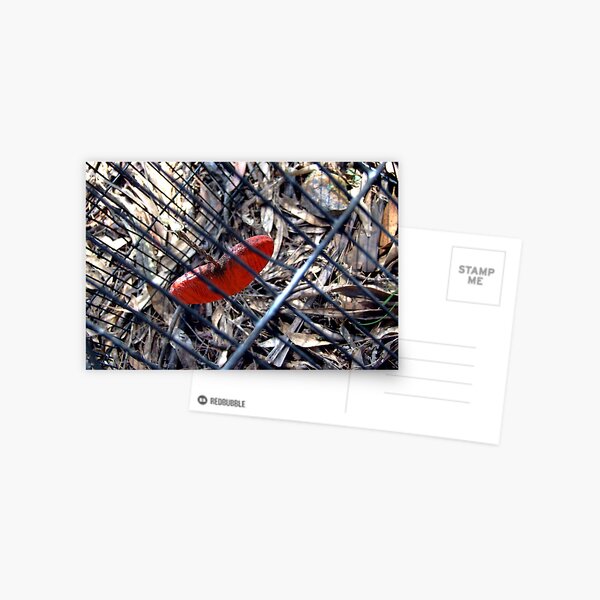 captured heart Postcard